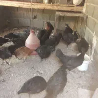 فروش جوجه