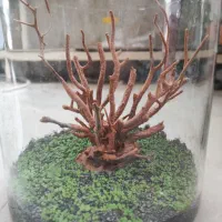 چمن مونت کارلو در رنگ و اندازه و تزیینات متنوع