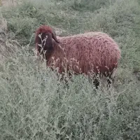 یک راس بره ماده  کاوور چهار دندون کردی ناز