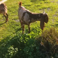 دوتا بز داشتی چهل گل پلنگی