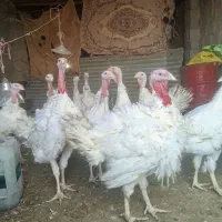 بوقلمون گوشتی