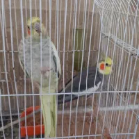عروس هلندی