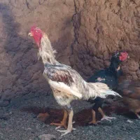 تخم مرغ لاری