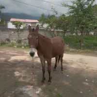 قاطرباری