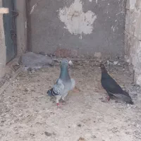 پلنگ سیاه