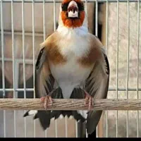 تعدادی پرنده زینتی