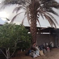 درخت نخل رایگان میدم ببرین