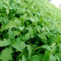 فروش نشا ردیستون