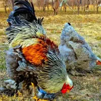 فروش جوجه برهما بی اس او بلک متلد