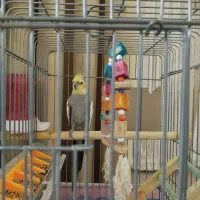 عروس هلندی نر