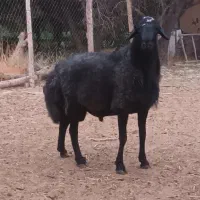 قوچ