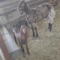 بزوبیگ بره بیگ نر