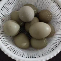تخم مرغ امریکایی