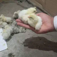 جوجه برهما ۲ هفته ای