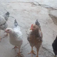 جوجه ۶ماهه