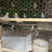 کبوتر