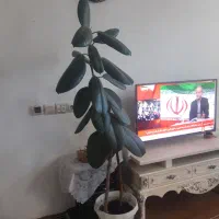 گل زیبای فیکوس