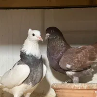 یک جفت ۵ساعته