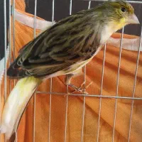 قناری نر ابغ بخوان