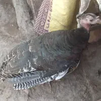 بوقلمون