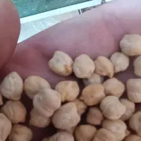 نخود بهاره کرمانشاه صحنه درشت