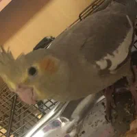عروس هلندی تازه دون خورشده