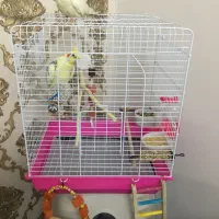 عروس هلندی نژاد لوتینو جفت مولد با تجهیزات کامل