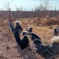مرغ خروس لهستانی