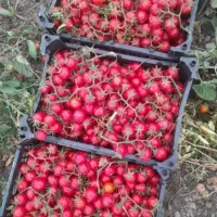 فروش گوجه ریز گیلاسی مخصوص کباب سیخ زدن و سالاد