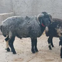 قوچ|حیوانات مزرعه|زاویه, |دیوار