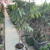 درختچه امستل کینگ ارتفاع گیاه ۱/۵۰سانت