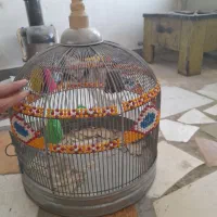 قفس سالم
