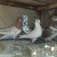 کبوتر نر پرشی