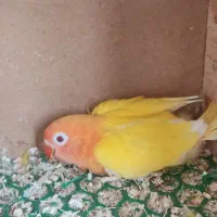 جوجه طوطی برزیلی کوتوله