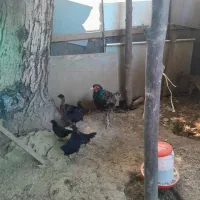 مرغ و خروس