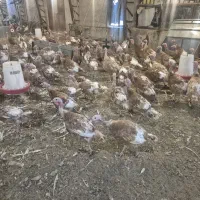 بوقلمون ماده نژاد محلی بوربون (فروش فقط عمده)