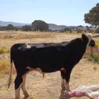 گوساله