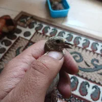 جوجه سهره کال و سیبیل زده