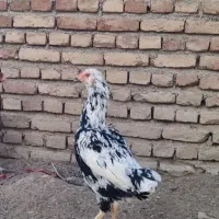 مرغ لاری