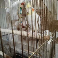 عروس هلندی نر