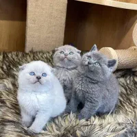 شهر گربه اسکاتیش