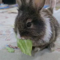 خرگوش