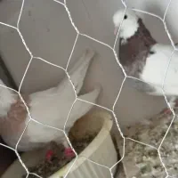 یک جفت طوقی نر و ماده به شرط جوجه پر خال