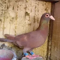نرو‌ماده عتیقه ب شرط