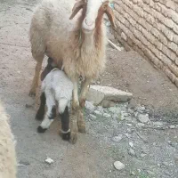 میش با بره 3عدد