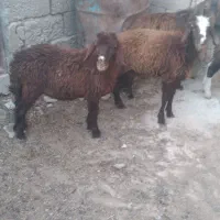 فروش بره نروماده وبزغاله نر