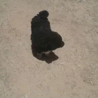 سگ اصیل|سگ|داران, |دیوار