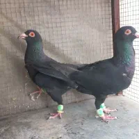 کبوتر|پرنده|لنجان, |دیوار