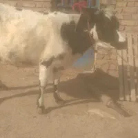 یک راس گاو بیجک