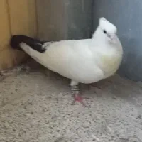 کبوتر سفید دم سیاه با دوتا جوجه
